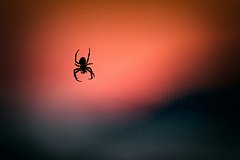Названы причины появления пауков дома